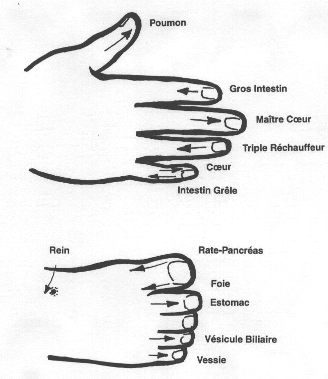 You are currently viewing Shiatsu Holistique – les 4 étapes d&rsquo;un processus thérapeutique – article 1/4*